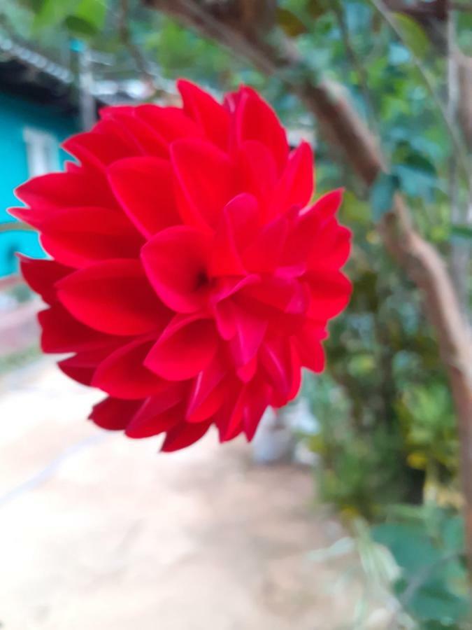 Secret Nest Homestay Procida Dış mekan fotoğraf